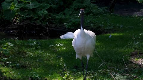 Wildlife