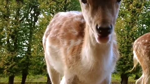 Baby deer having lance at elswout 1