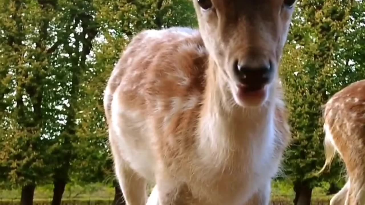 Baby deer having lance at elswout 1