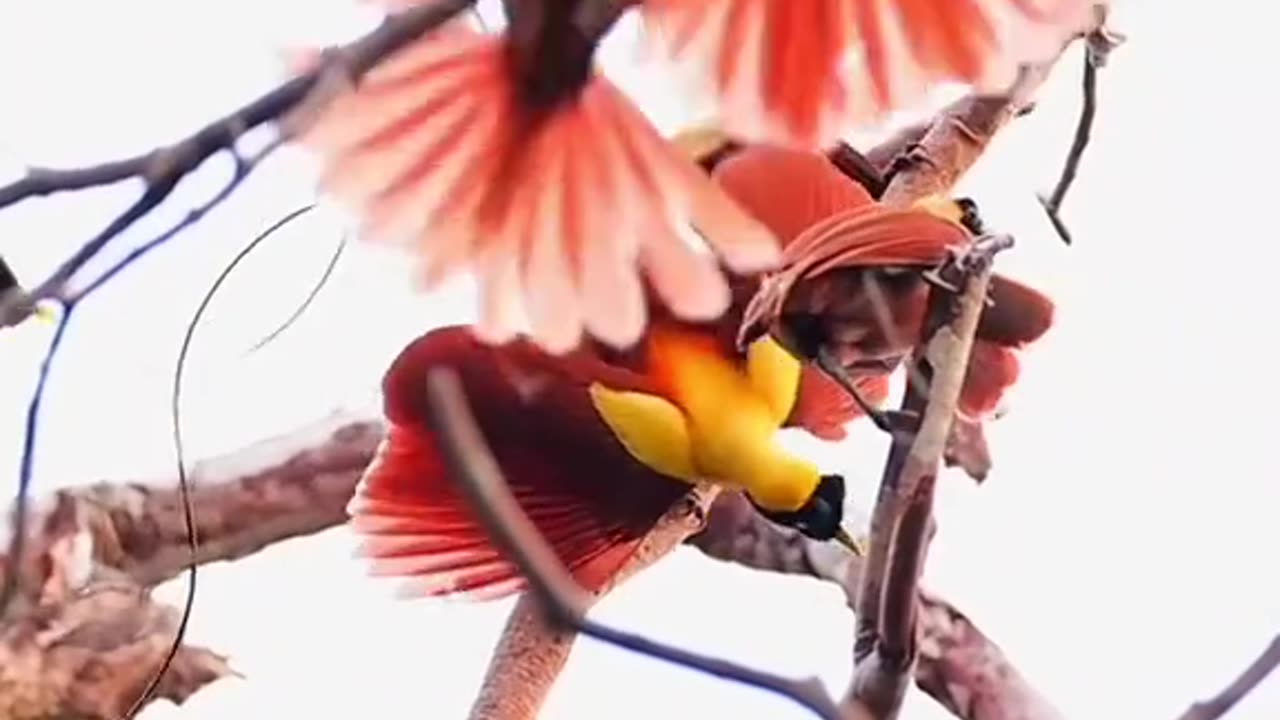 Beautiful Bird of paradise