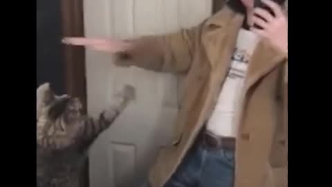 Funny Animal
