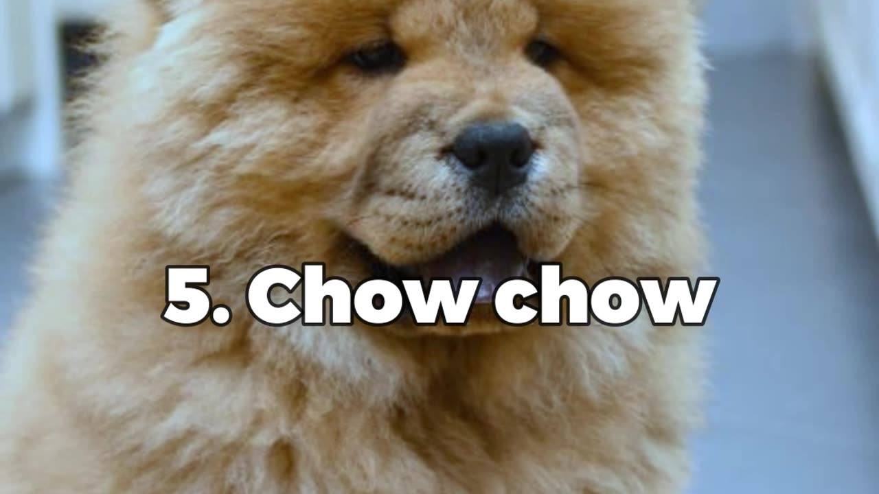 Top 10 Most Aggressive Dog Breeds In The World