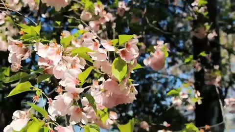 Flowers, bees and nature！