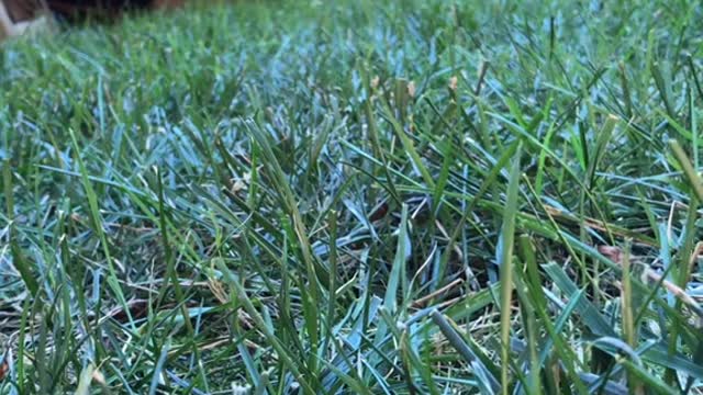 Mr Dinky we must always fill the cheeks