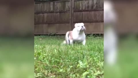 videos with animals