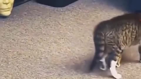 DOG VS CAT HORRIBLE MOMENT Most watch 😂