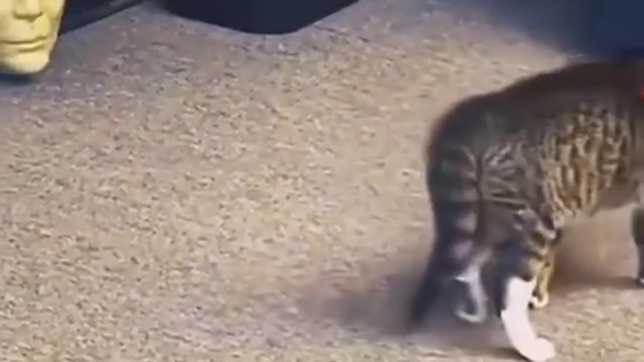 DOG VS CAT HORRIBLE MOMENT Most watch 😂