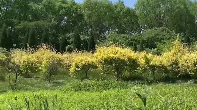 yellow tree surrounded by green plants