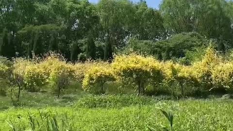 yellow tree surrounded by green plants