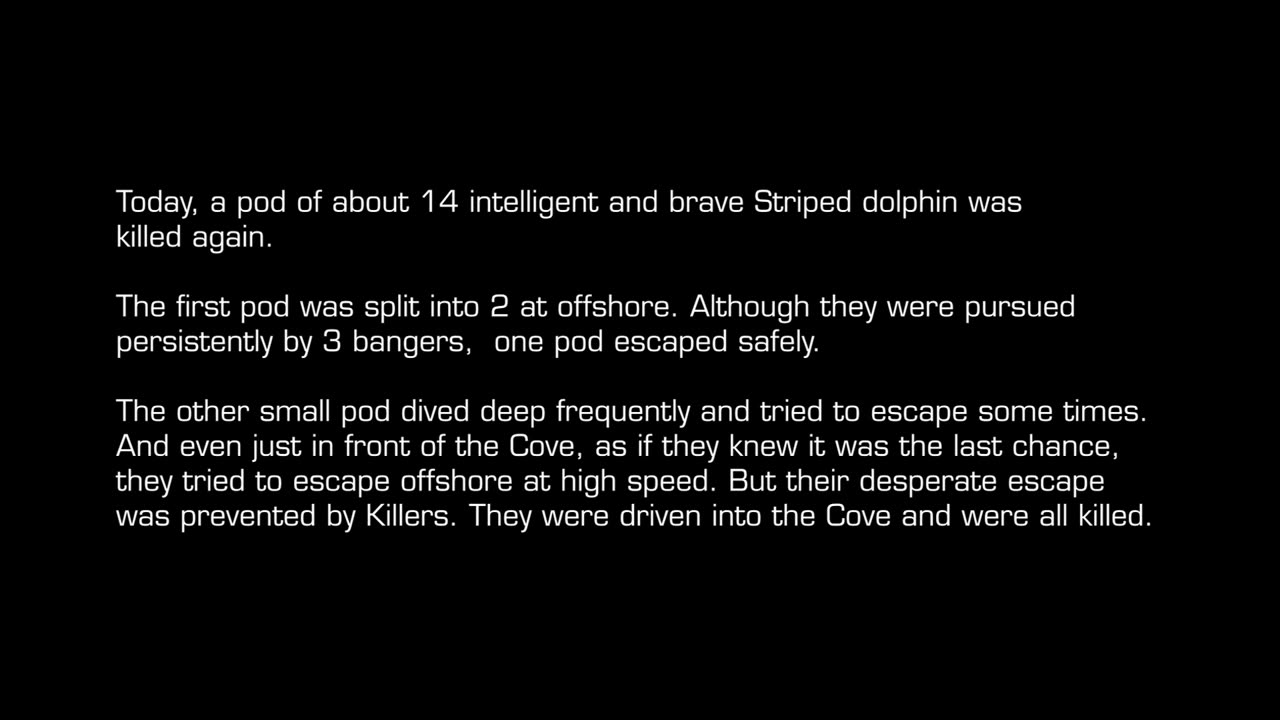 Another pod of Striped Dolphins Driven into the Cove