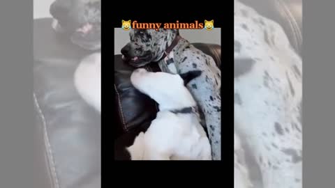 2022 Funny Animal Videos - Funny Dogs And Cats Videos 😺 有趣的動物視頻 貓 狗 #1