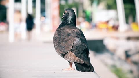 Pigeon Animal Bird Pity Nature Fly Dove Beak 🤩🤩