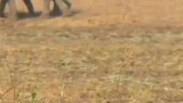 The baboon has become a food for the leopard