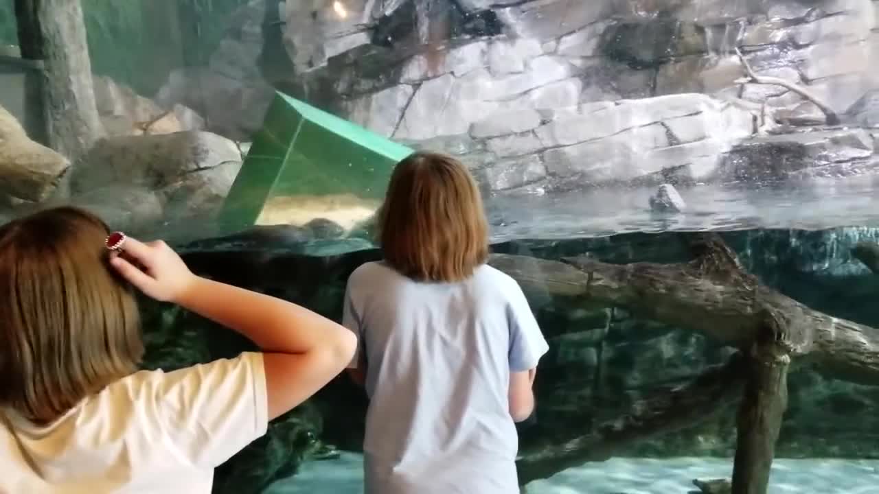 Beluga Whale is AMAZED by Tricks!