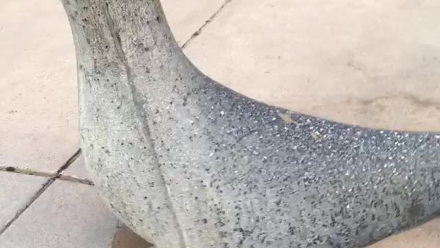 Seal 🦭 Park