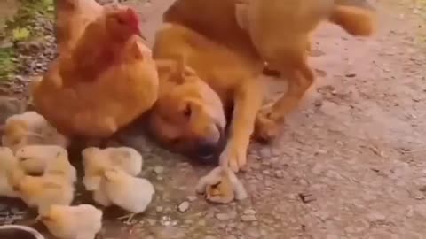 Chicken funny video