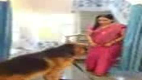 How to train the dogs