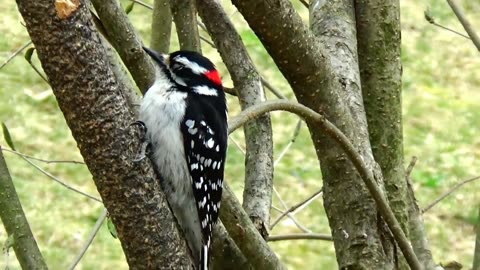 Downy Woodpecker