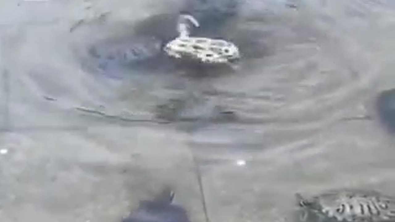 Turtle Try To Turn Back