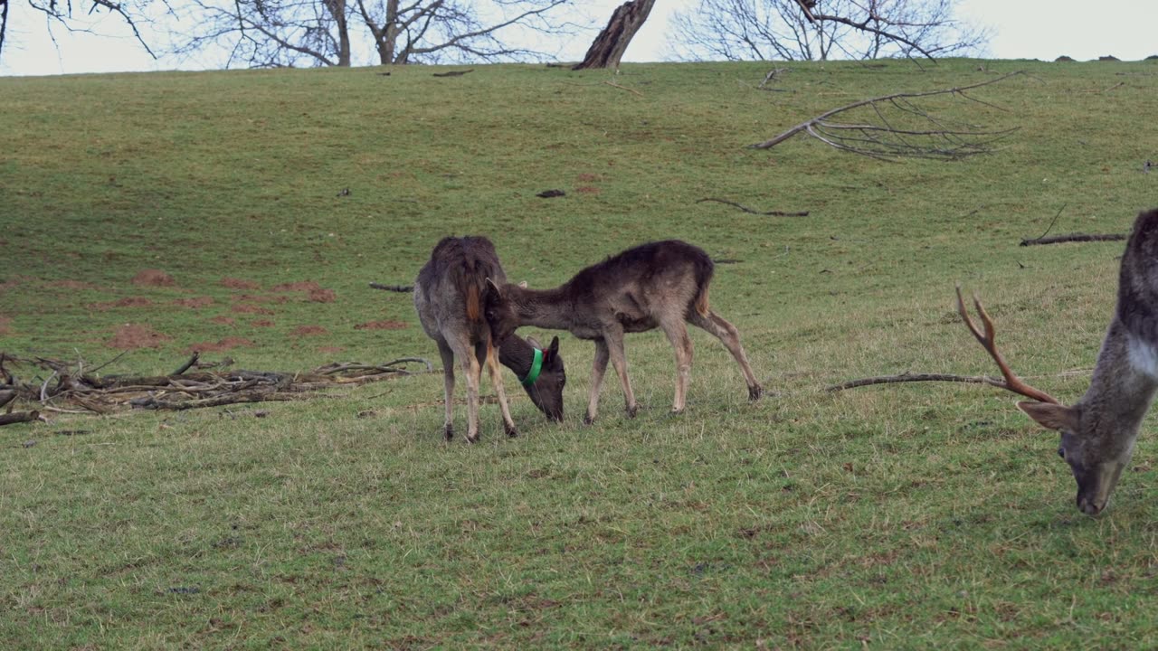 full hd animal video