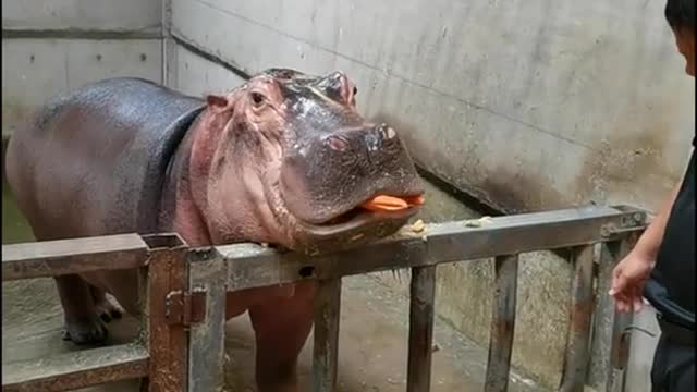 Big, goofy hippopotamus