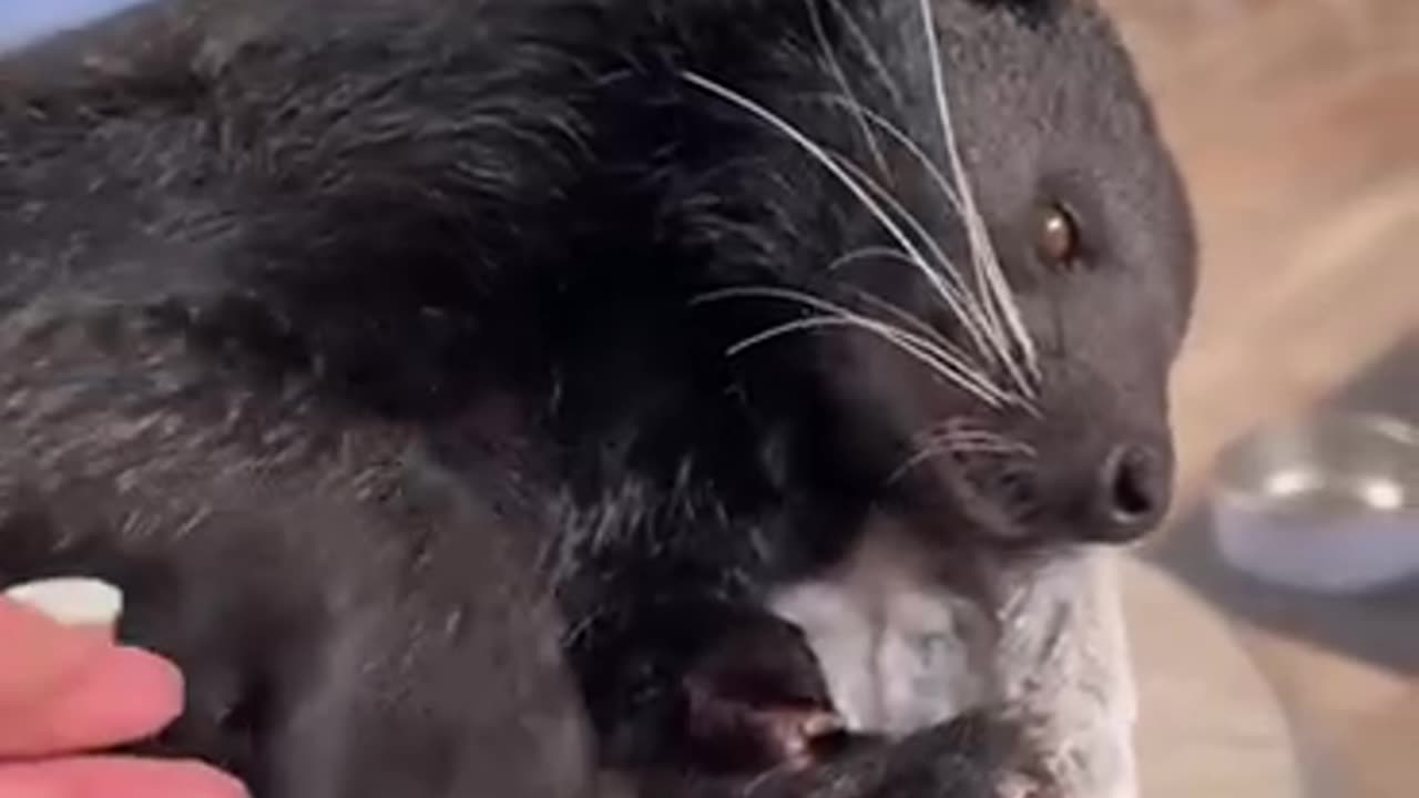 Binturong