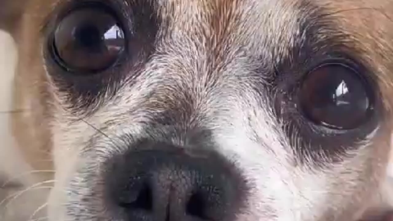 pets love
