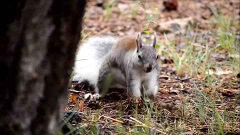 cute squirrel doing his work😊😊