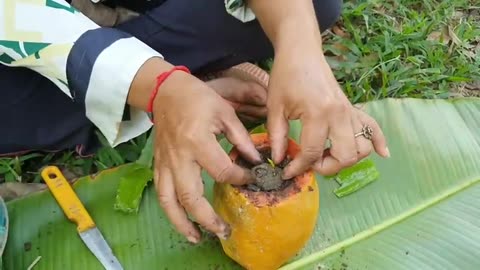 Best Method Graftin Jackfruit Tree With Aloe Vera In Papaya Fruit