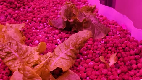 update on my Auquaponics garden