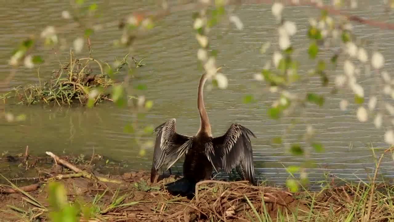 Cormorant Near Lake