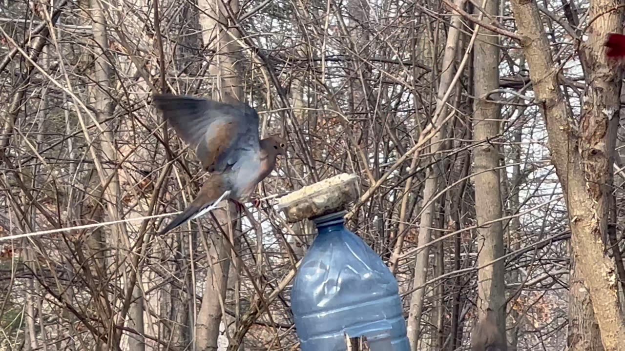 Toronto birds at the feeder on a January day