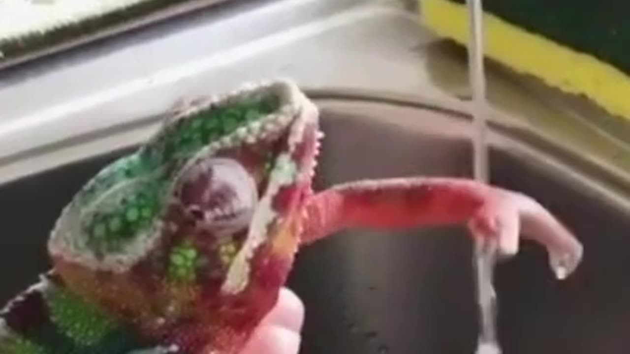 Chameleon Trying to Catch Water #shorts #viral #shortsvideo #video