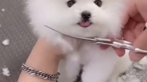 Cute Dog | Funny Animals Life