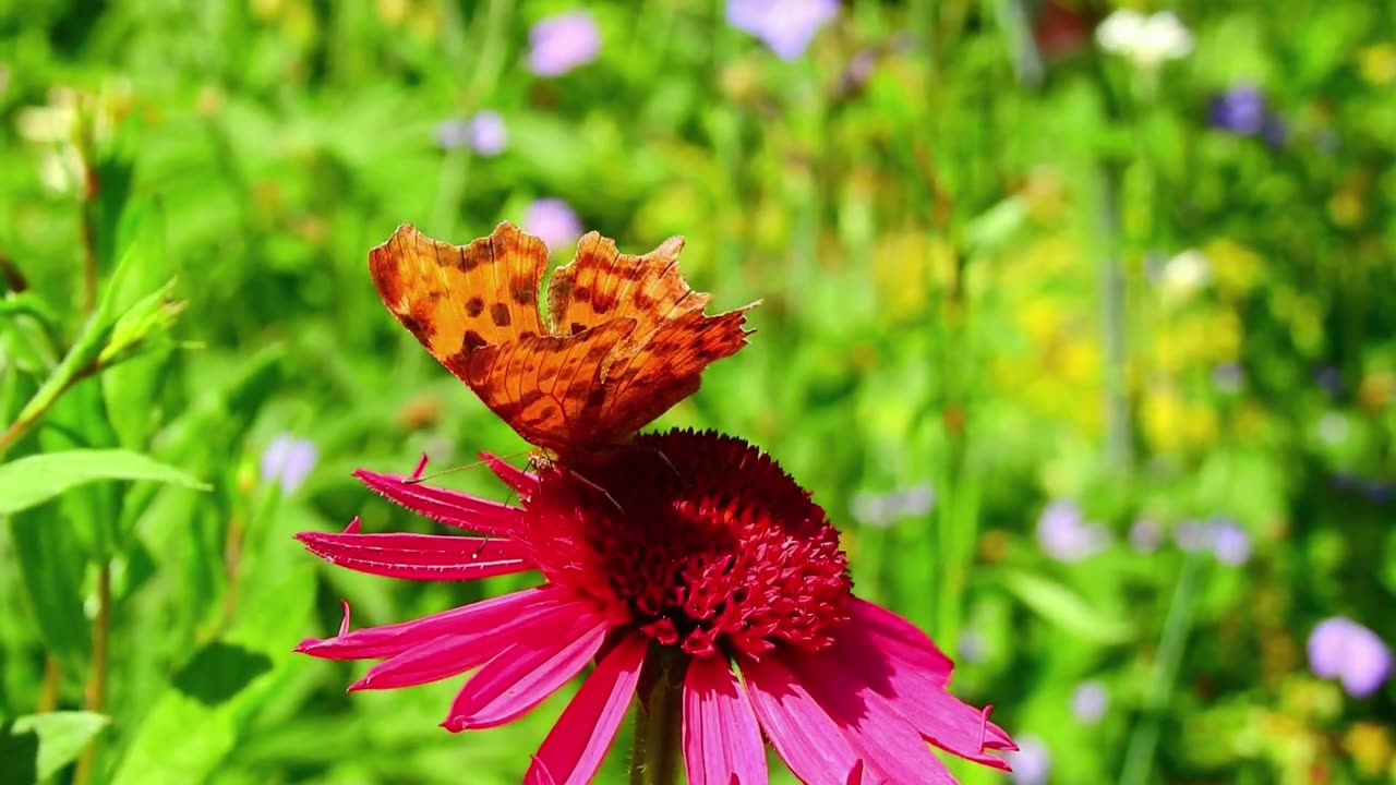 butterfly world