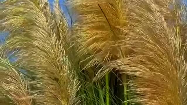 #autumn #wind#grass #foryou #tiktok #beauty #scenery