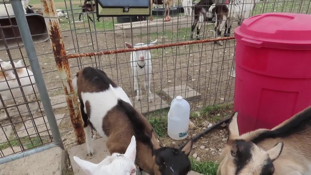 Person Feeds Milk From Three Different Bottles to Trio of Baby Goats at Same Time