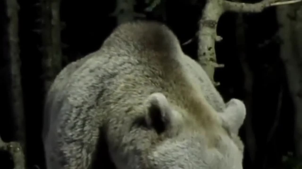 Biggest Bear Ever caught on camera