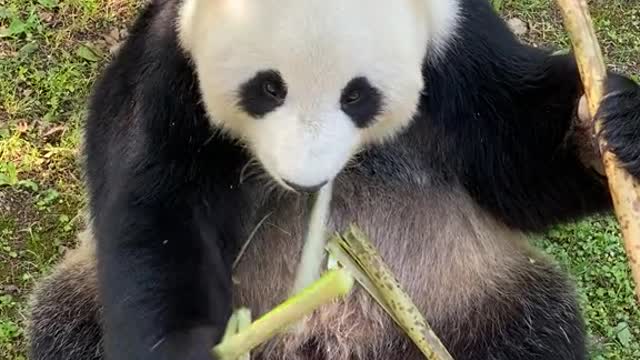 giant pandas