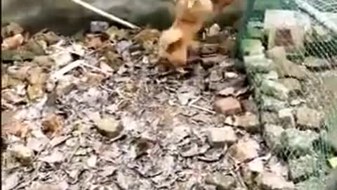 Chicken vs dog