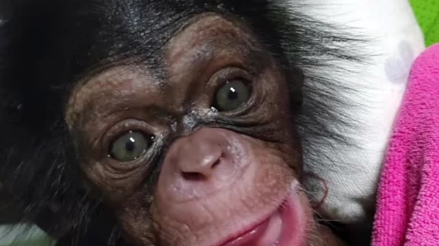 The baby chimp