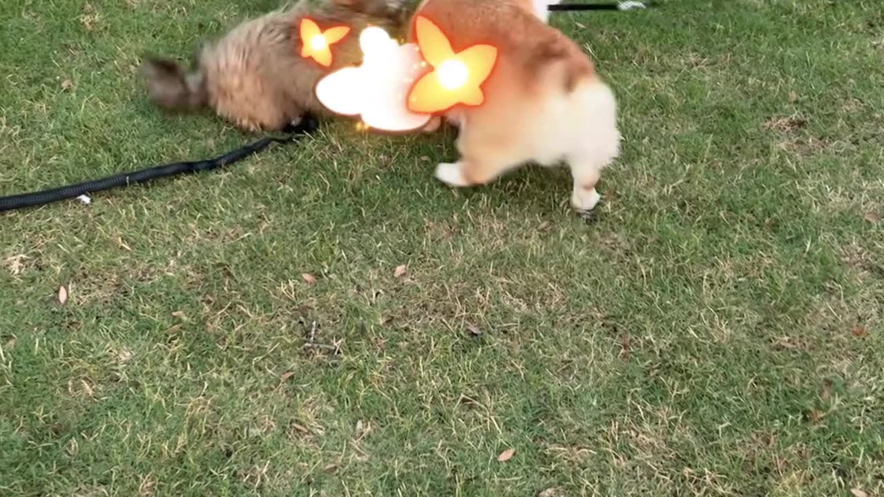 Did Plump meet his match with Coco the 5 month Shih Tzu? 🐶🤣