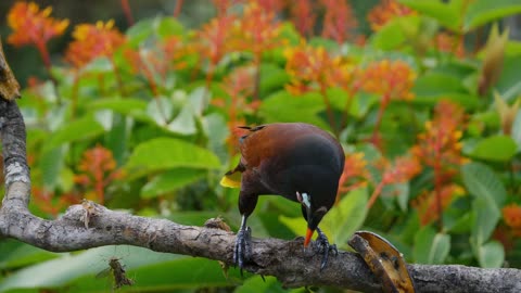 BIRDS EATING