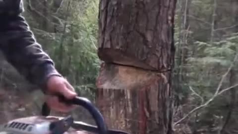 Cut the tree