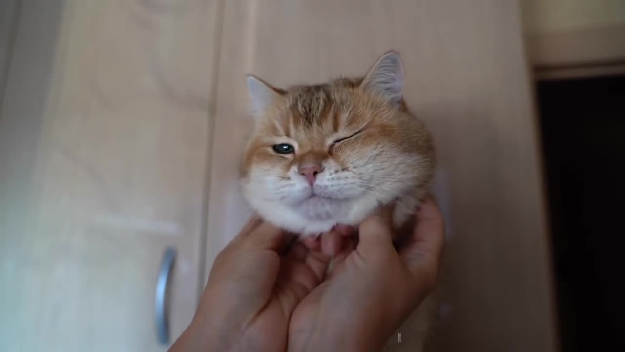 Fluffy cheeks Hosico