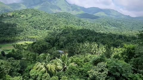 Immerse Yourself in Nature's Symphony | Forests & Wildlife
