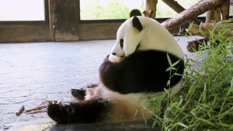 The panda is a national treasure