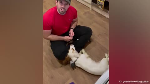 Dogs are God's gift to their owners Funny Dog and Human