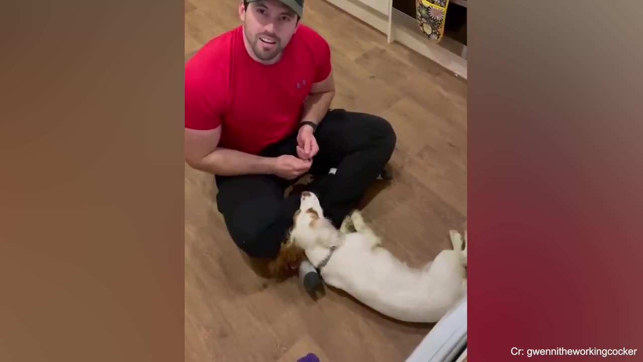 Dogs are God's gift to their owners Funny Dog and Human
