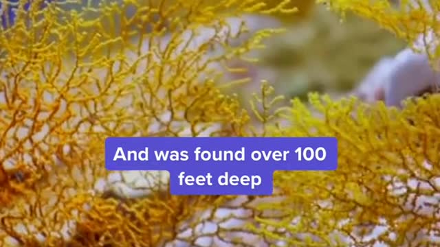 The #coralreef is one of the largest ever discovered at such depths, according to